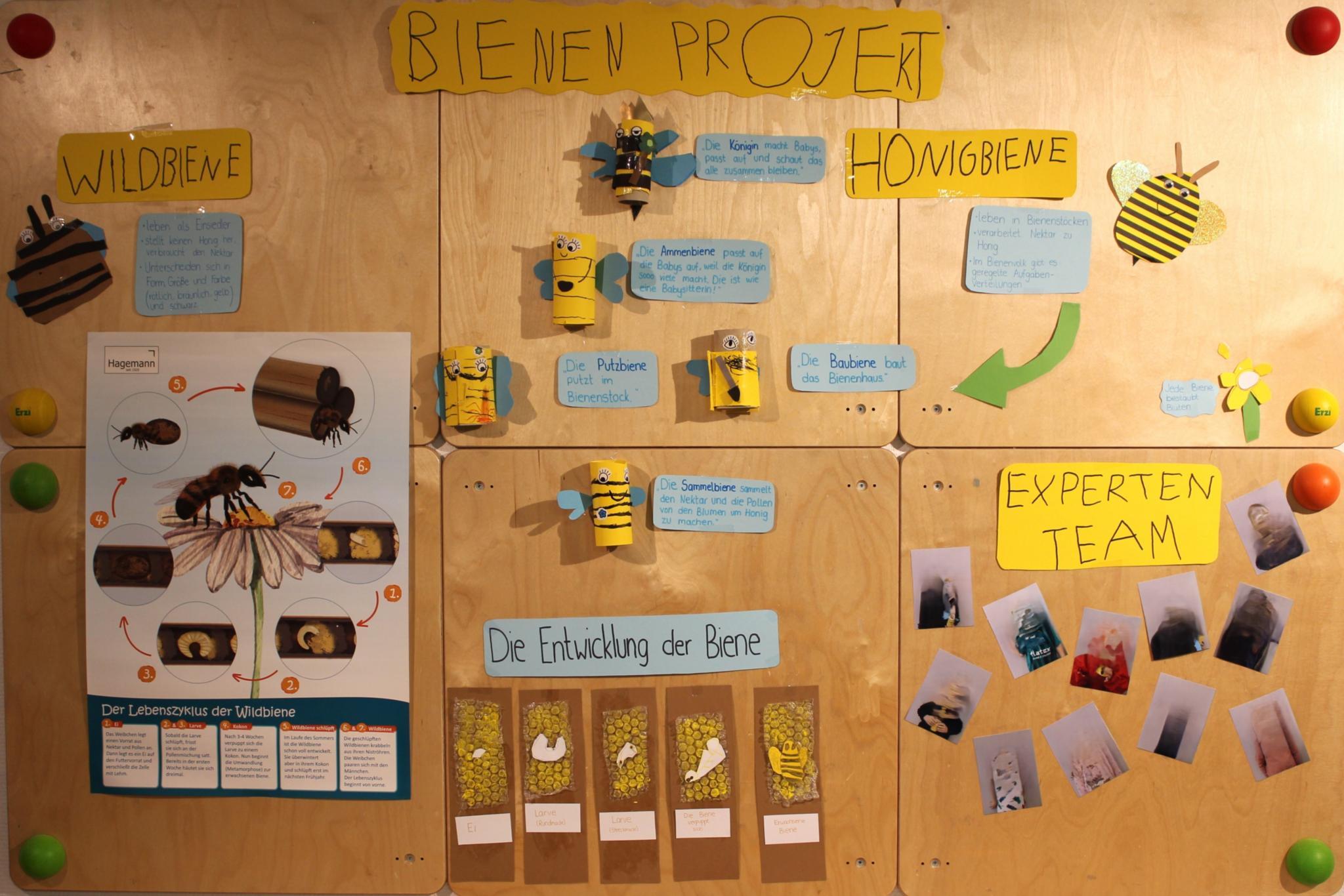 Präsentation Bienenprojekt